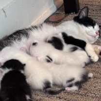 Thumbnail photo of Penelope, Princess Penelope #3