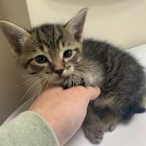 Thumbnail photo of Deacon #2