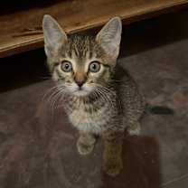 Thumbnail photo of Deacon #3