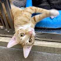 Thumbnail photo of Iggi (bonded with Otto) #2