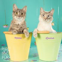 Thumbnail photo of Millie #1