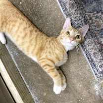 Thumbnail photo of Iggi (bonded with Otto) #4