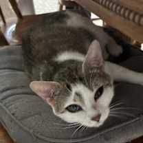 Thumbnail photo of Daffodil #1