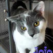 Thumbnail photo of Jojo #3