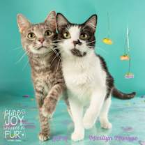 Thumbnail photo of Marilyn Monroe #1