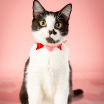 Thumbnail photo of Marilyn Monroe #2