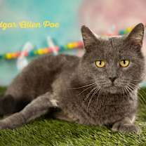 Thumbnail photo of Poe #2