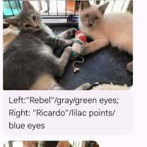 Thumbnail photo of Rebel #3