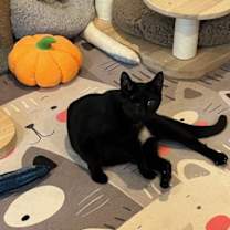 Thumbnail photo of Olive #3