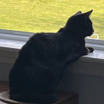 Thumbnail photo of Olive #4