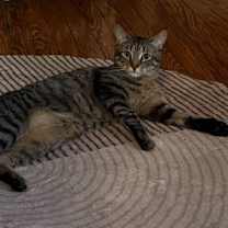 Thumbnail photo of Bowie #1