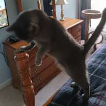 Thumbnail photo of Kato #2