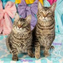 Thumbnail photo of Henri #1