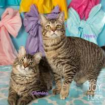 Thumbnail photo of Charles #1