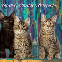 Thumbnail photo of Henri #2