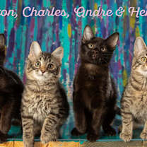 Thumbnail photo of Charles #2