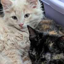 Thumbnail photo of Hugo #3