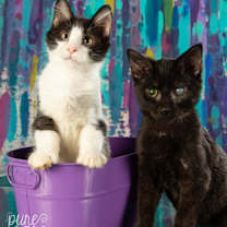 Thumbnail photo of CJ #3