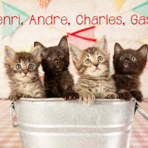 Thumbnail photo of Henri #3