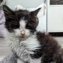 Thumbnail photo of CJ #4