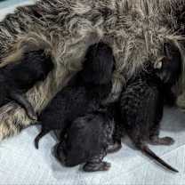 Thumbnail photo of Henri #4