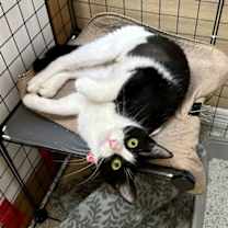 Thumbnail photo of Cats/Kittens-Altamonte Springs Location #3
