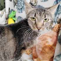 Thumbnail photo of Daisy #1