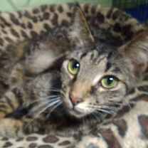 Thumbnail photo of Tallulah #2