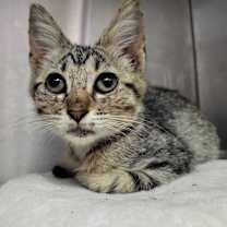 Thumbnail photo of Triangle Tree #1