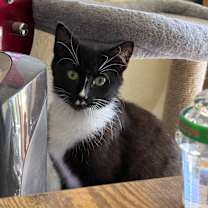 adopt a pet