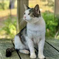 Thumbnail photo of Otis FIV(+) #2