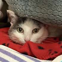 Thumbnail photo of Clio #2