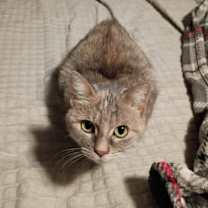 Thumbnail photo of Cashmere #1