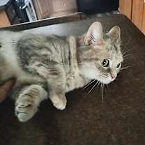 Thumbnail photo of Cashmere #2