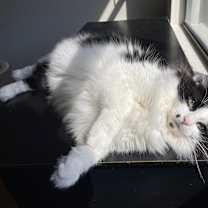 Thumbnail photo of Hammy #2