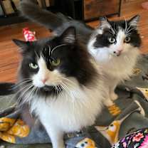 Thumbnail photo of Hammy #3