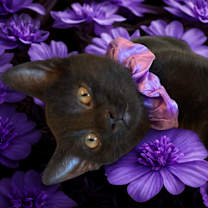 Thumbnail photo of Annalee #1