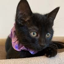 Thumbnail photo of Annalee #2