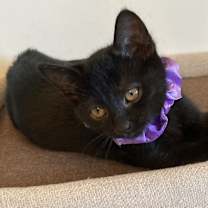 Thumbnail photo of Annalee #3