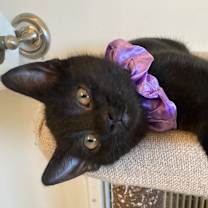 Thumbnail photo of Annalee #4