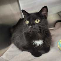 Thumbnail photo of Pandora #1