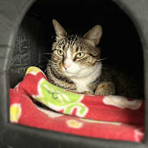 Thumbnail photo of Oliver #2