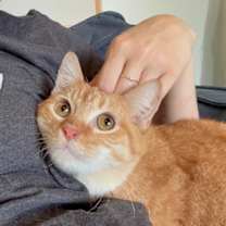 Thumbnail photo of Ken Doll #4