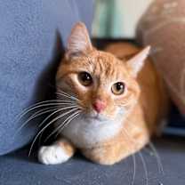 Thumbnail photo of Ken Doll #1