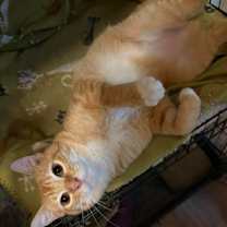 Thumbnail photo of Ken Doll #2