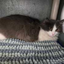 Thumbnail photo of Dahlia #3