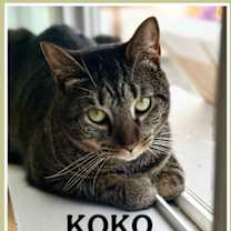 Thumbnail photo of Koko, Willow Grove Area, (FCID 03/31/2025-401) #4