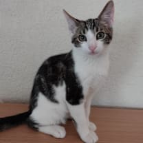 Thumbnail photo of Ozzy #1