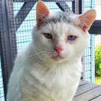 Thumbnail photo of Sugar Ray #1