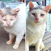 Thumbnail photo of Sugar Ray #2